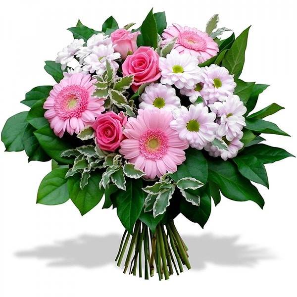 Двойная ромашка Двойная ромашка